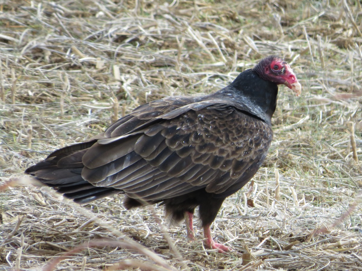 Urubu à tête rouge - ML312834681
