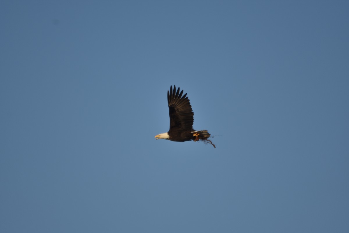 Bald Eagle - ML312835251