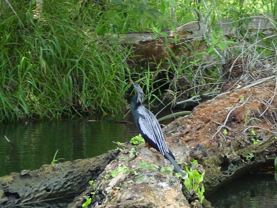 anhinga americká - ML312835271