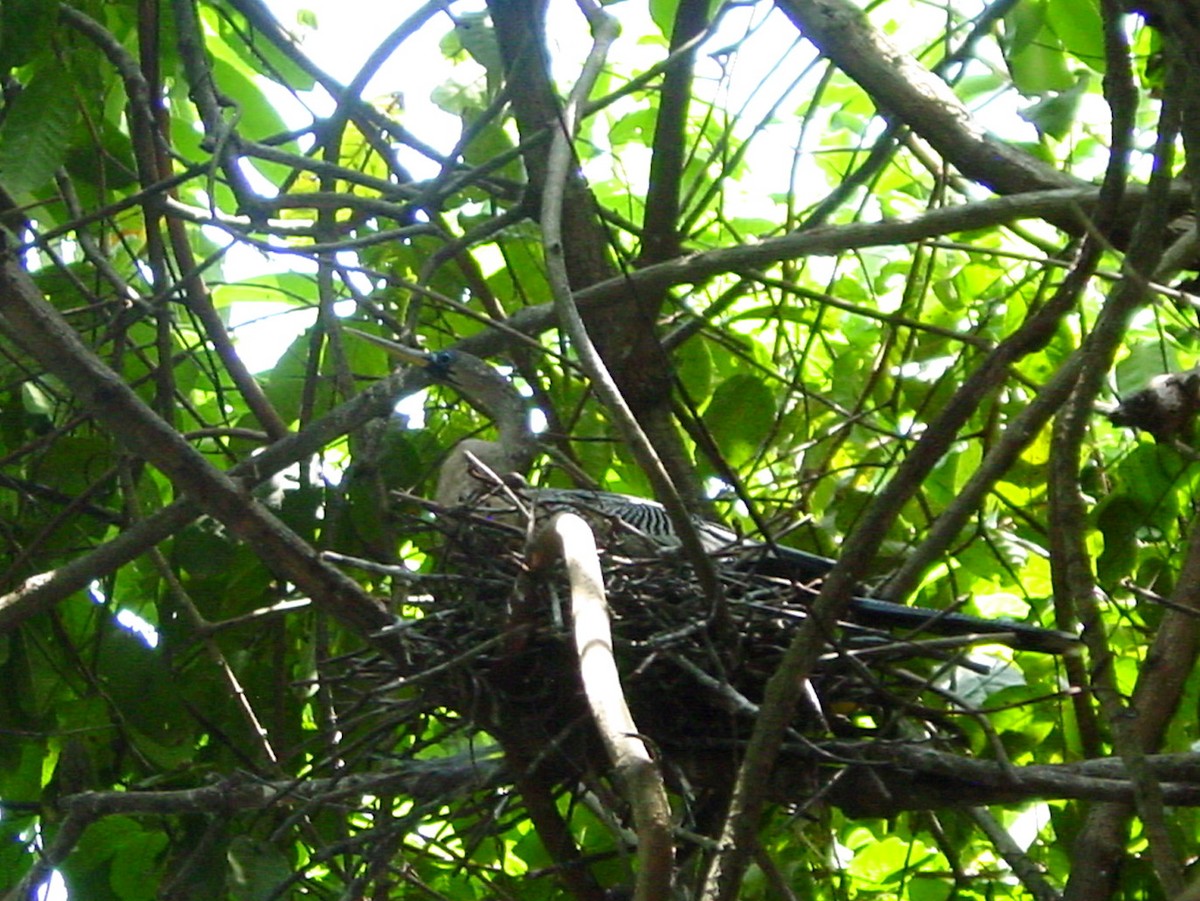 Anhinga d'Amérique - ML312835281