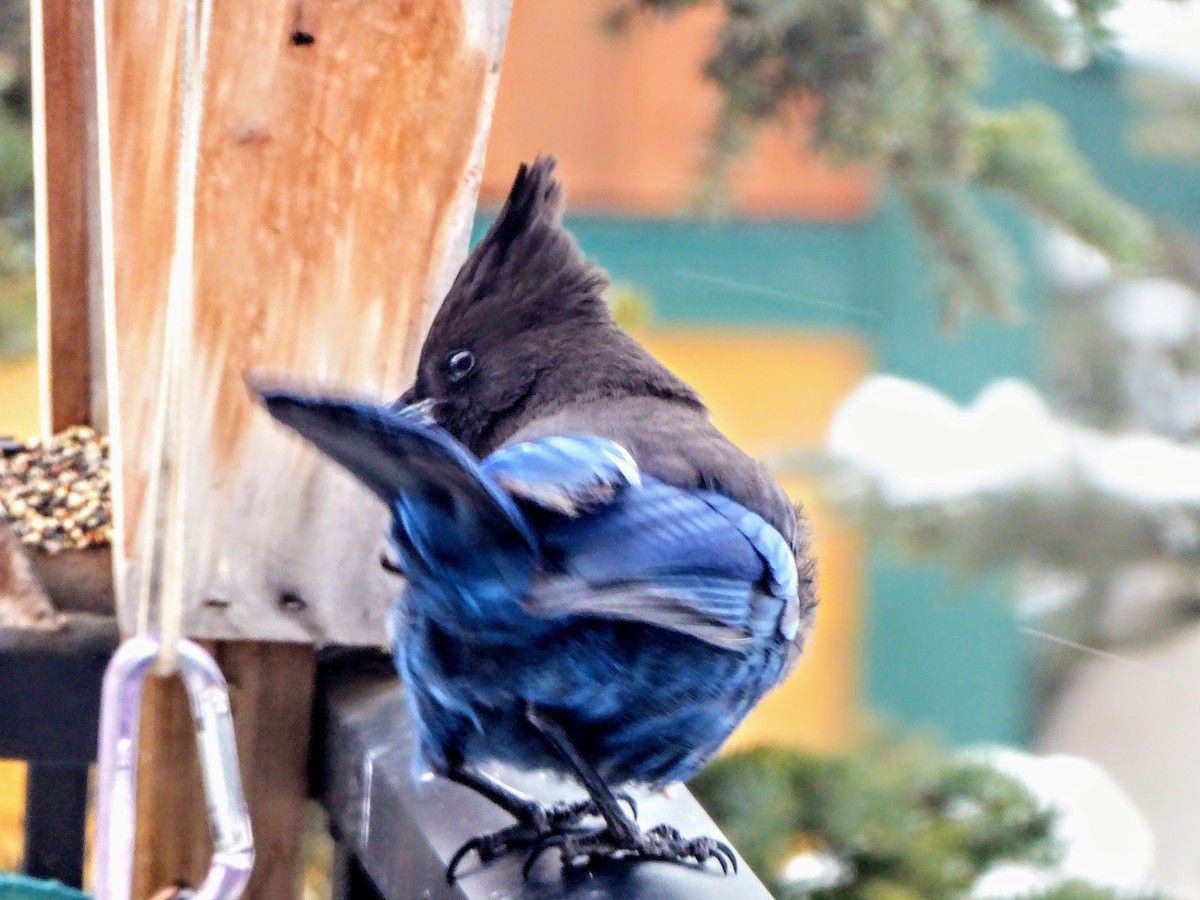 Steller's Jay - Elsabe Kloppers