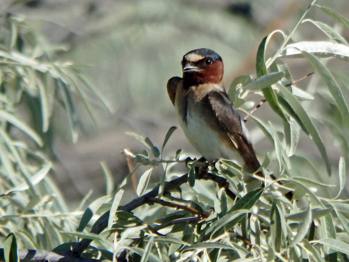 Cliff Swallow - Melissa Okimoto