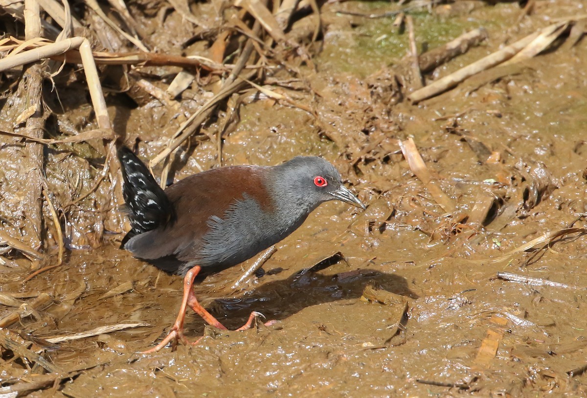 Spotless Crake - ML312840981