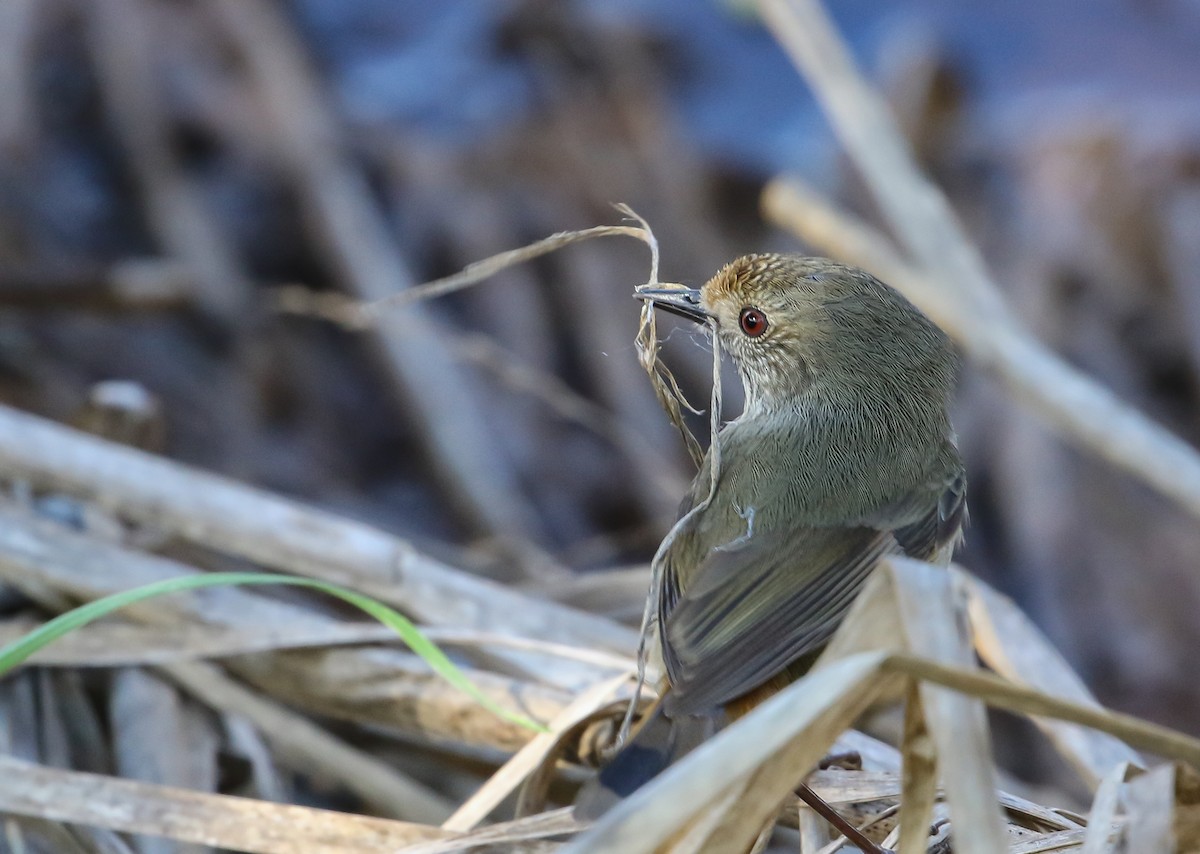 Brown Thornbill - ML312841281