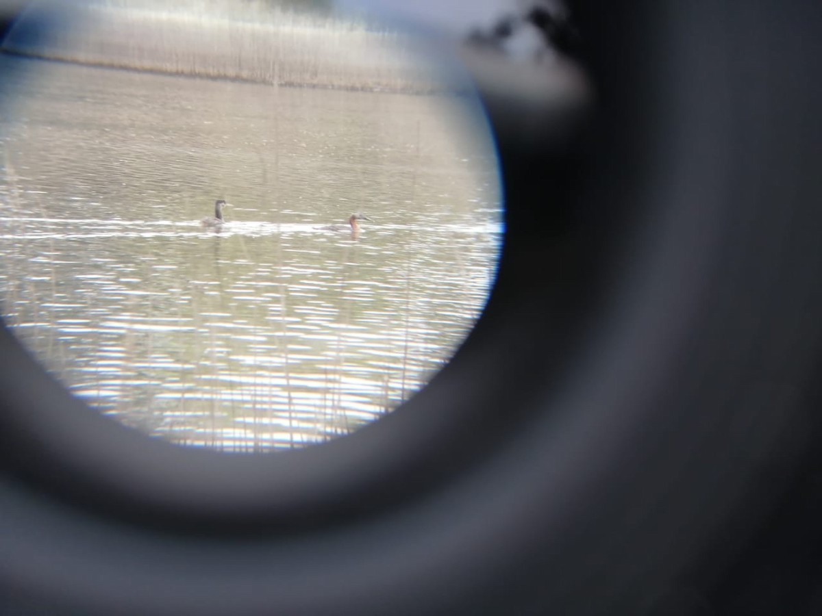 Great Grebe - Daniella  Vera