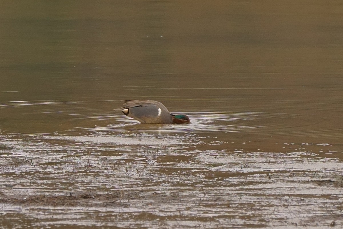 Green-winged Teal - ML312843031