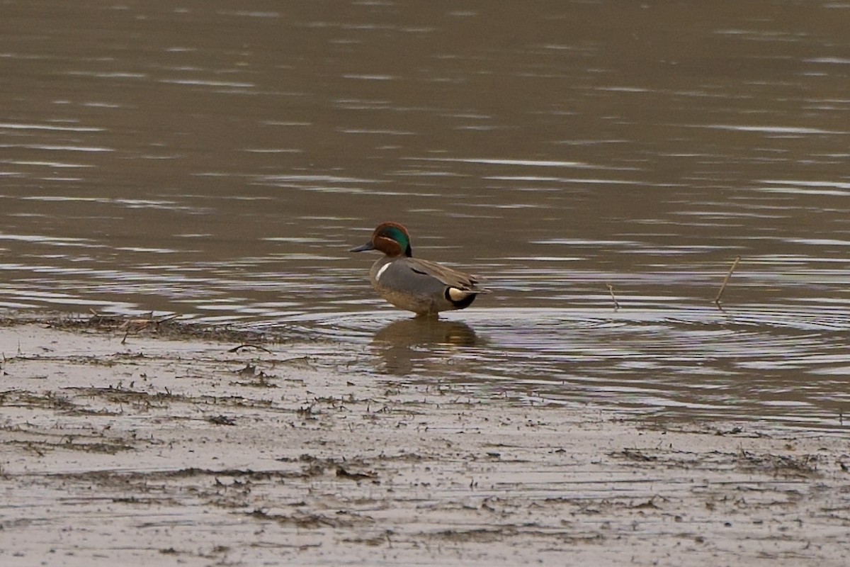 Green-winged Teal - ML312843061
