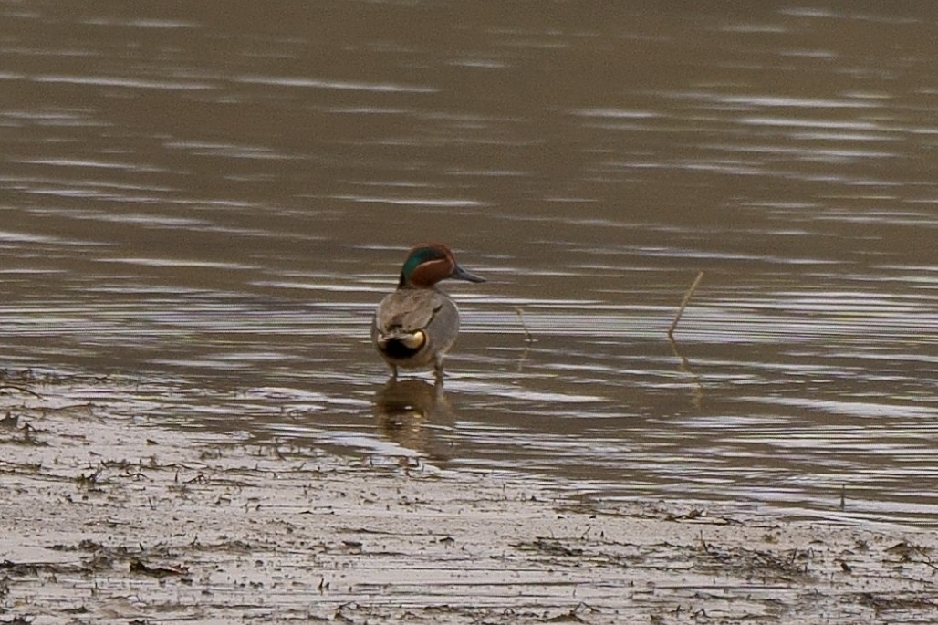 Green-winged Teal - ML312843071