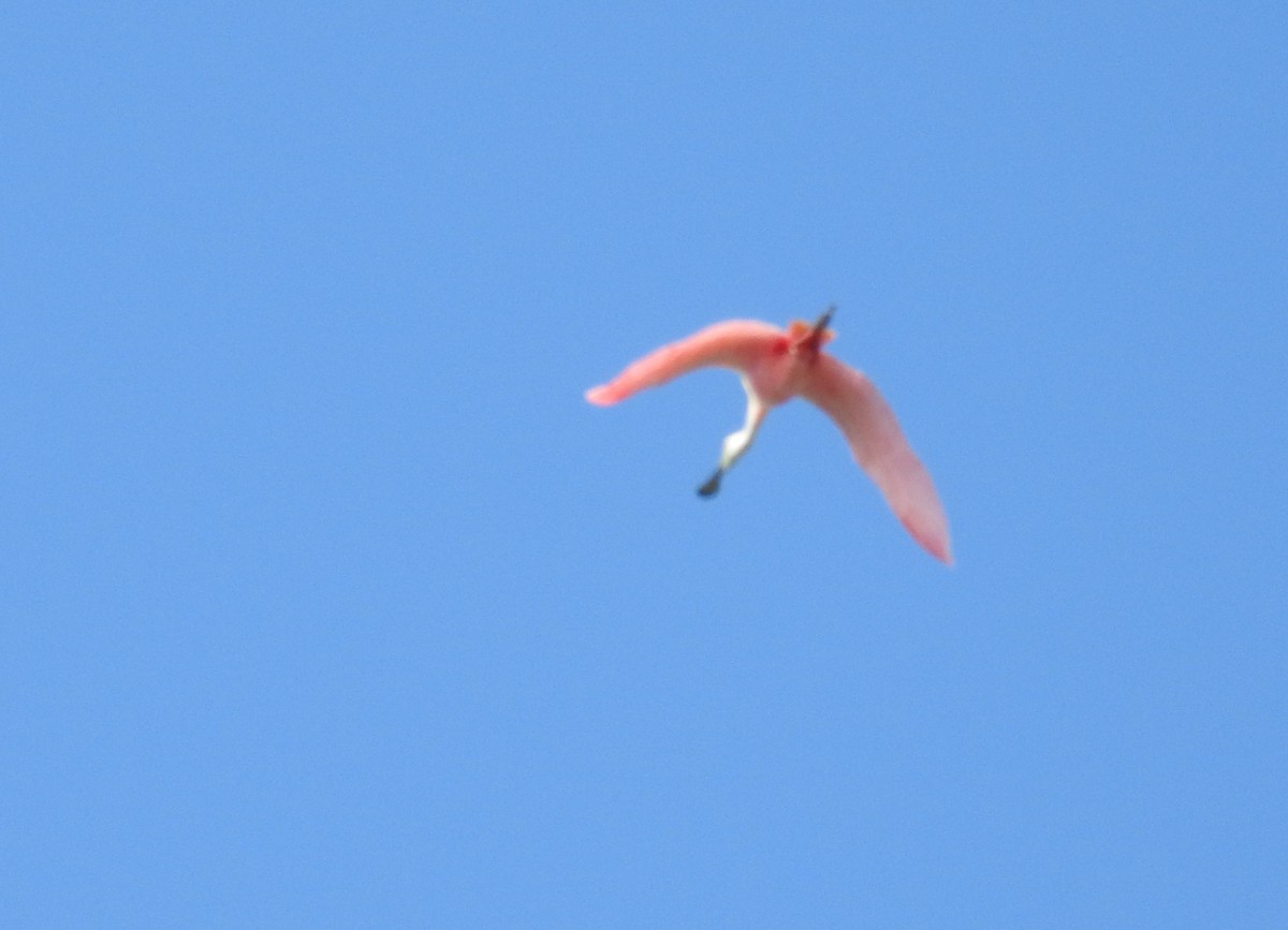 Roseate Spoonbill - ML312844031