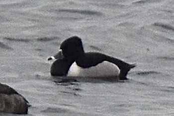 Ring-necked Duck - ML312844131