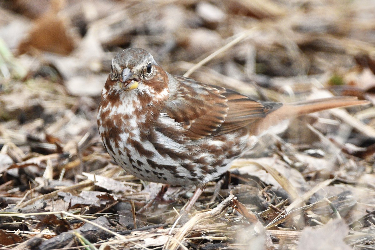 Fox Sparrow - ML312844691