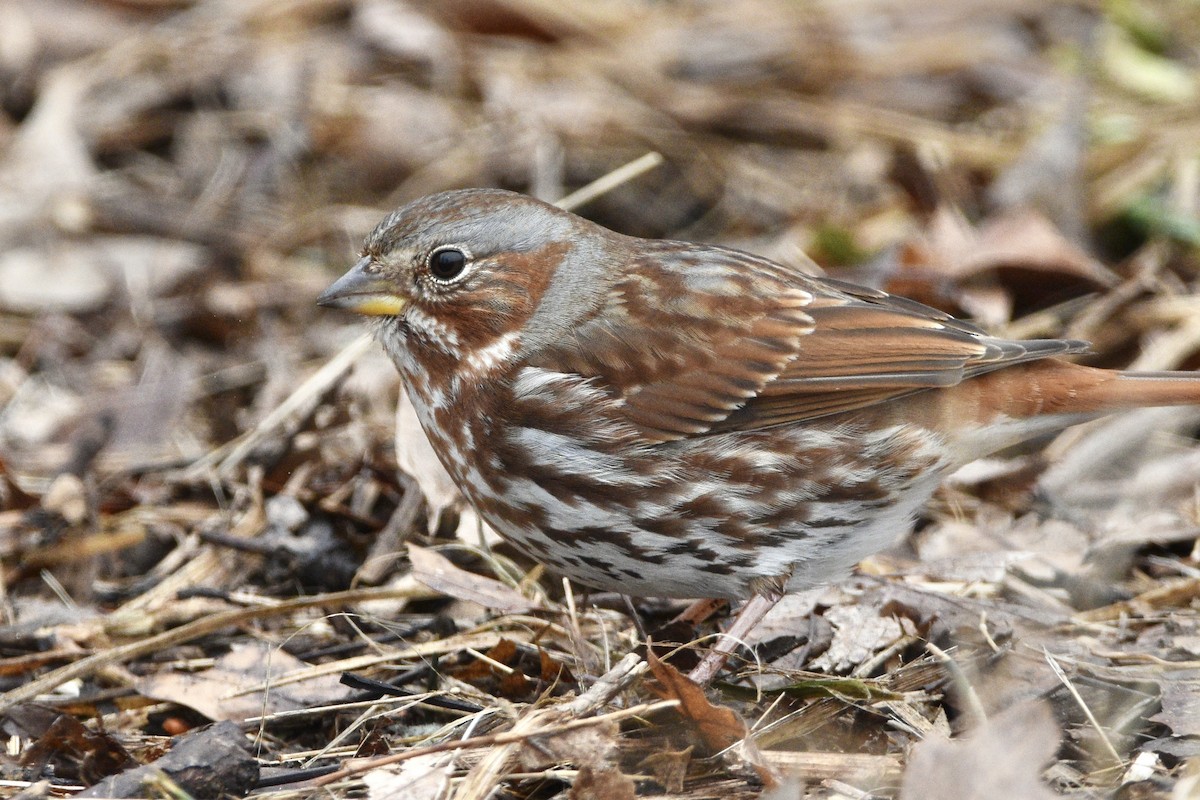 Fox Sparrow - ML312844711