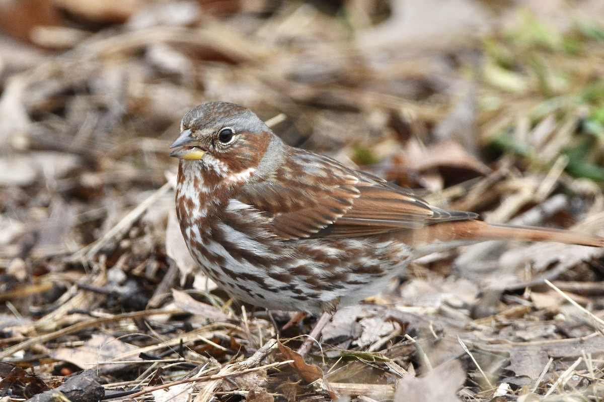 Fox Sparrow - ML312844721