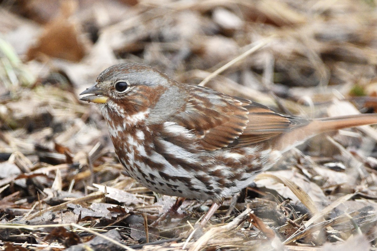 Fox Sparrow - ML312844741