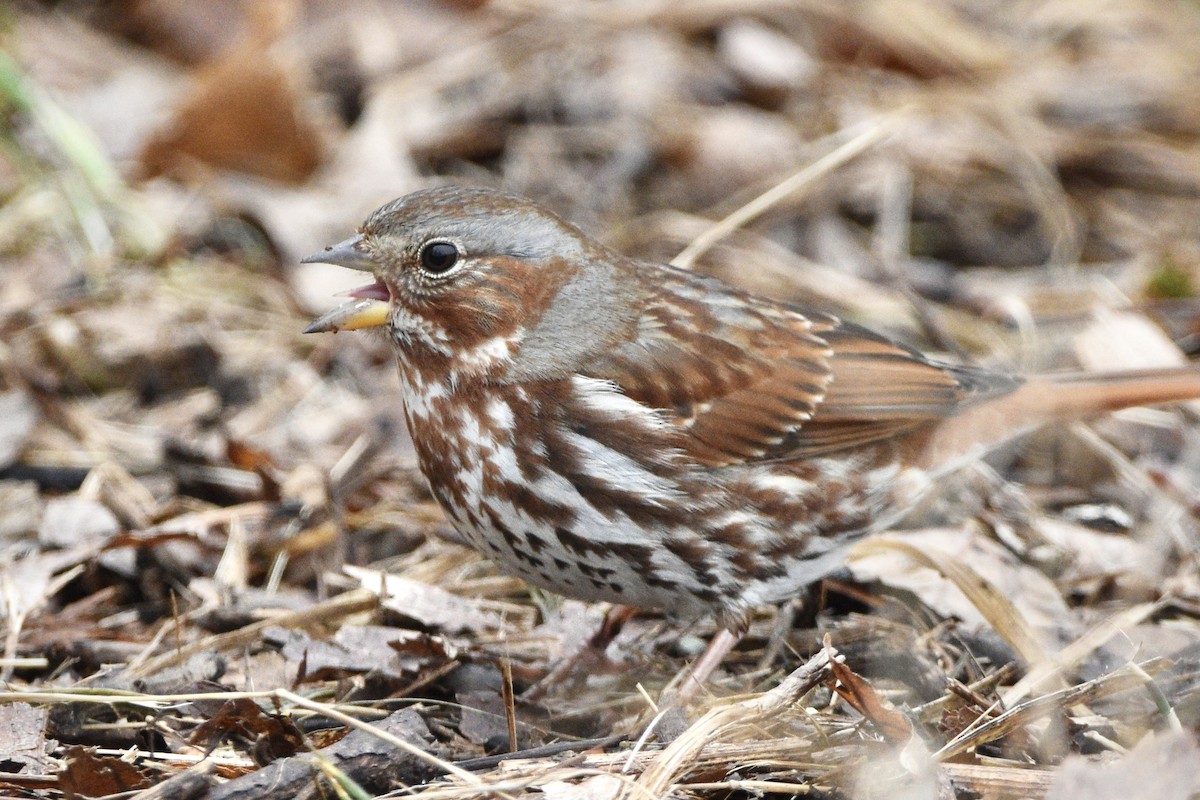 Fox Sparrow - ML312844761