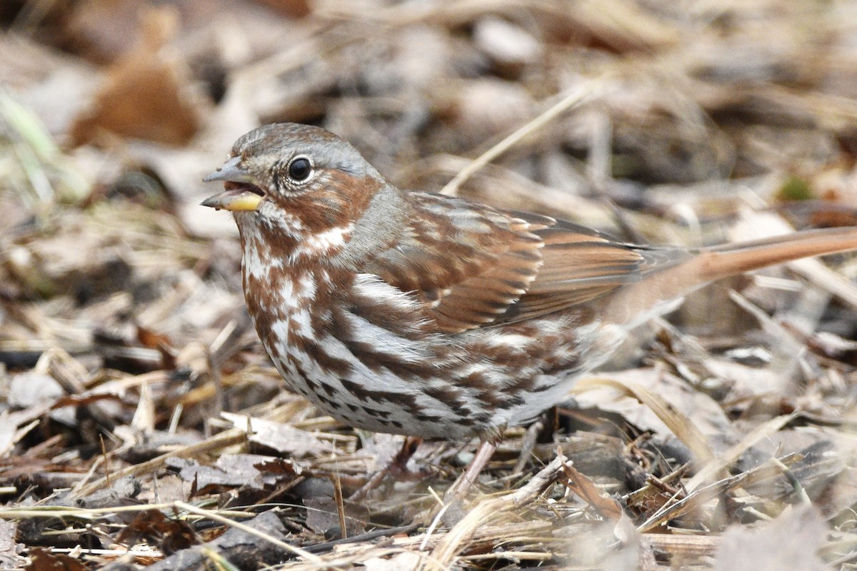 Fox Sparrow - Julien Amsellem