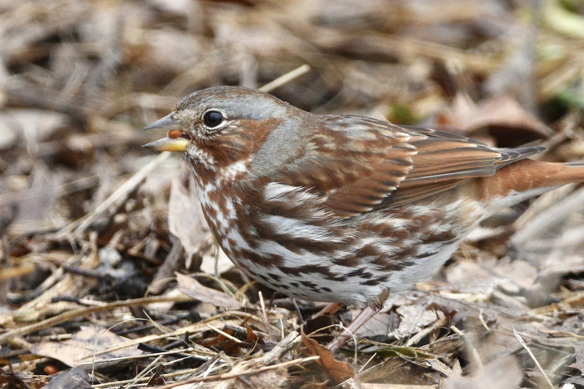 Fox Sparrow - ML312844791