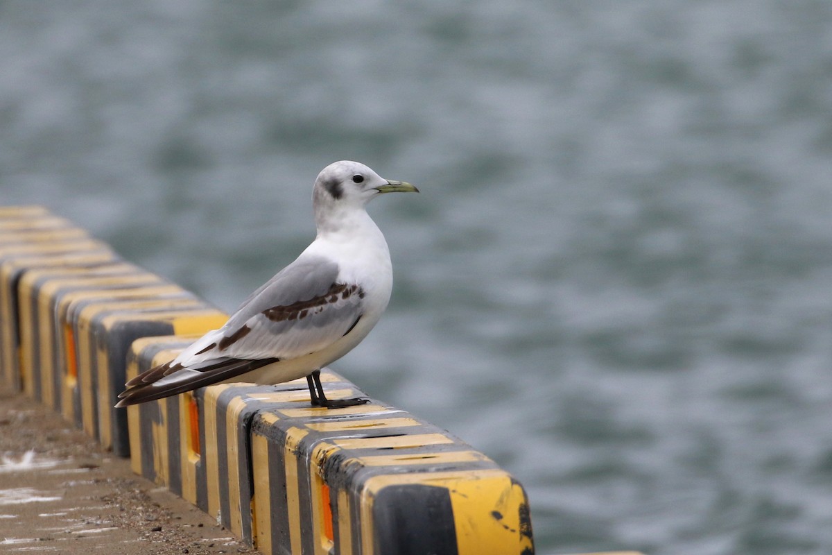 Black-legged Kittiwake - ML312845011