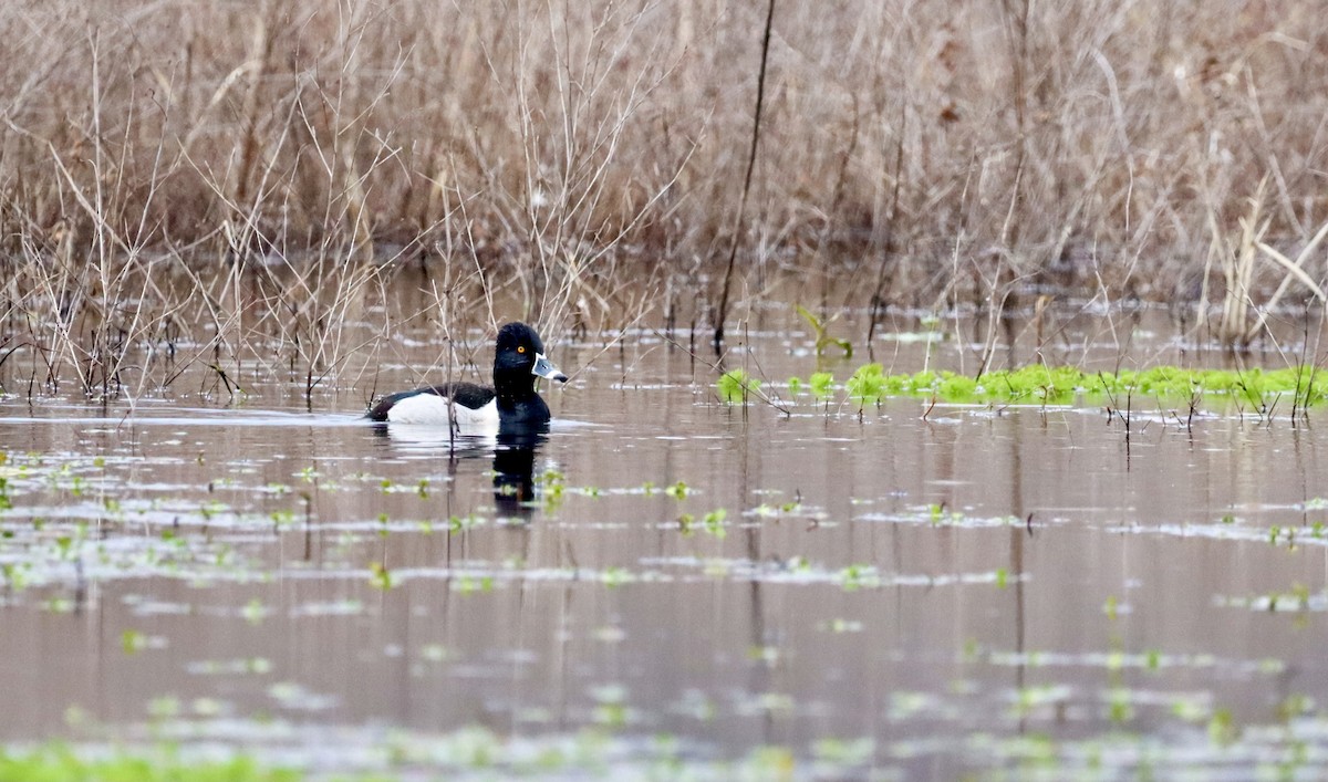 Ring-necked Duck - ML312845351