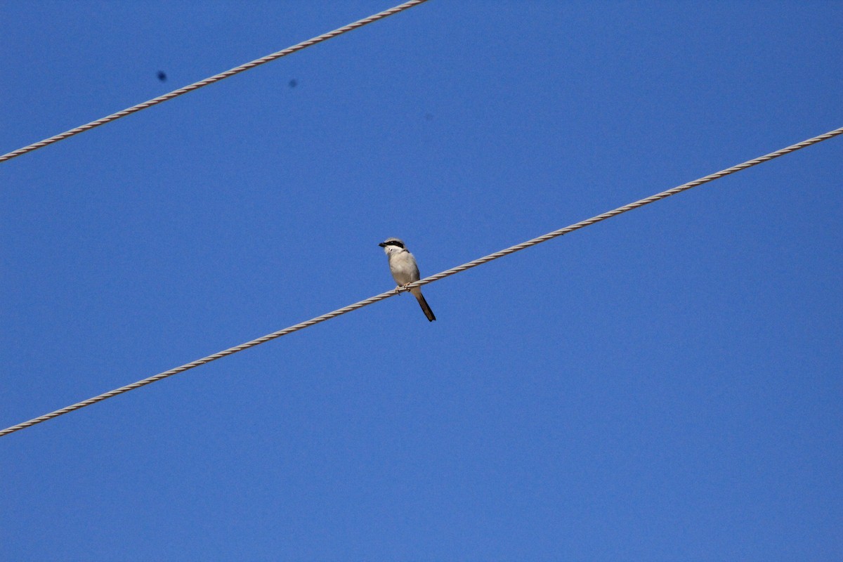 Loggerhead Shrike - ML312845571