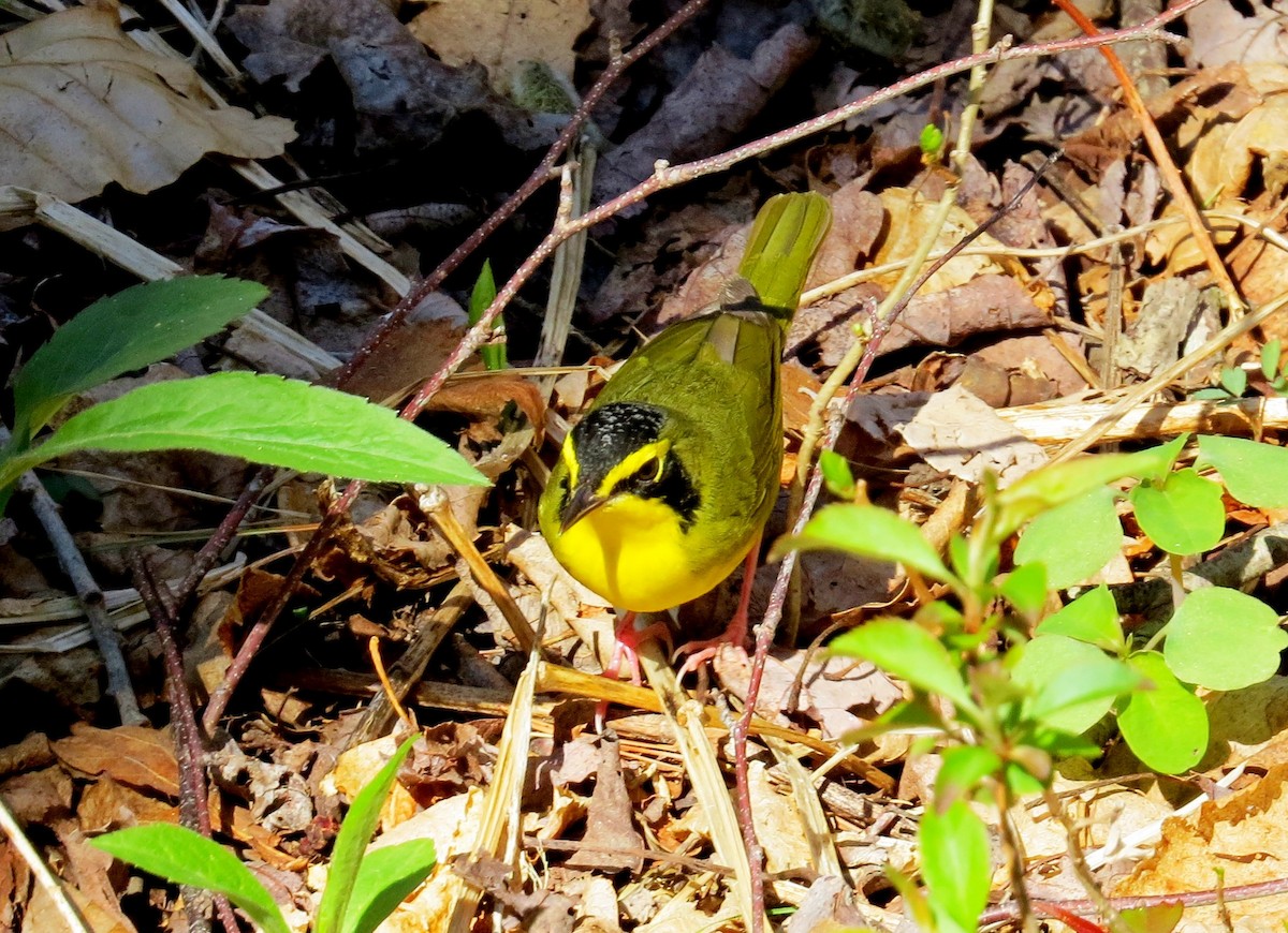 Kentucky Warbler - ML31284671