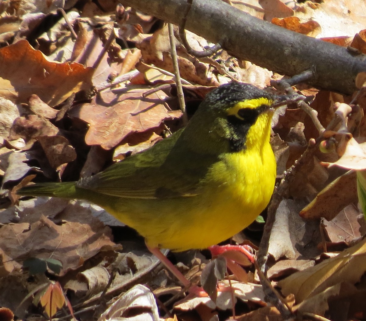 Kentucky Warbler - ML31284681