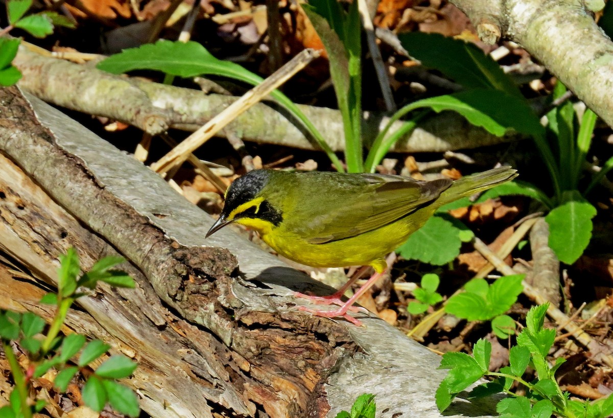 Kentucky Warbler - ML31284691