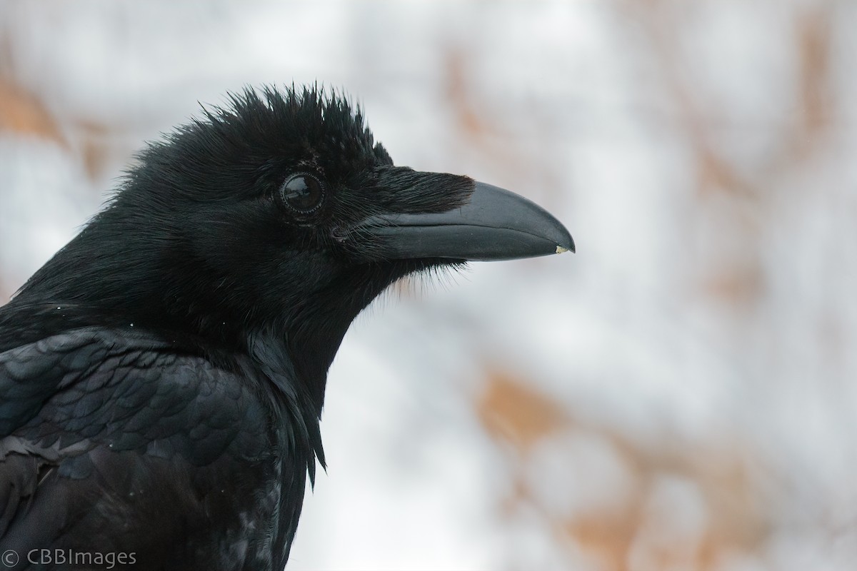 Common Raven - ML312847791