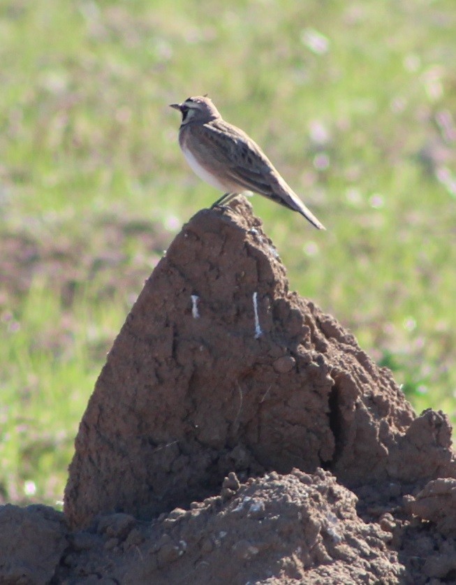 Horned Lark - ML312850771