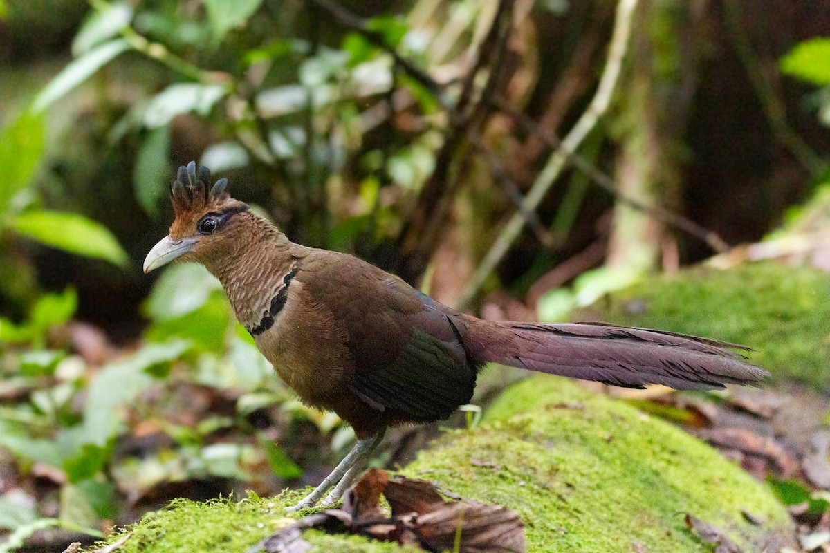 Rufous-vented Ground-Cuckoo - ML312850821