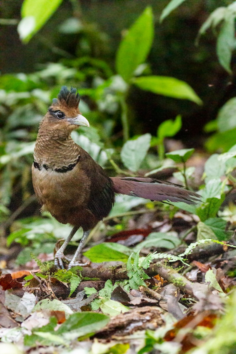 Rufous-vented Ground-Cuckoo - ML312851001