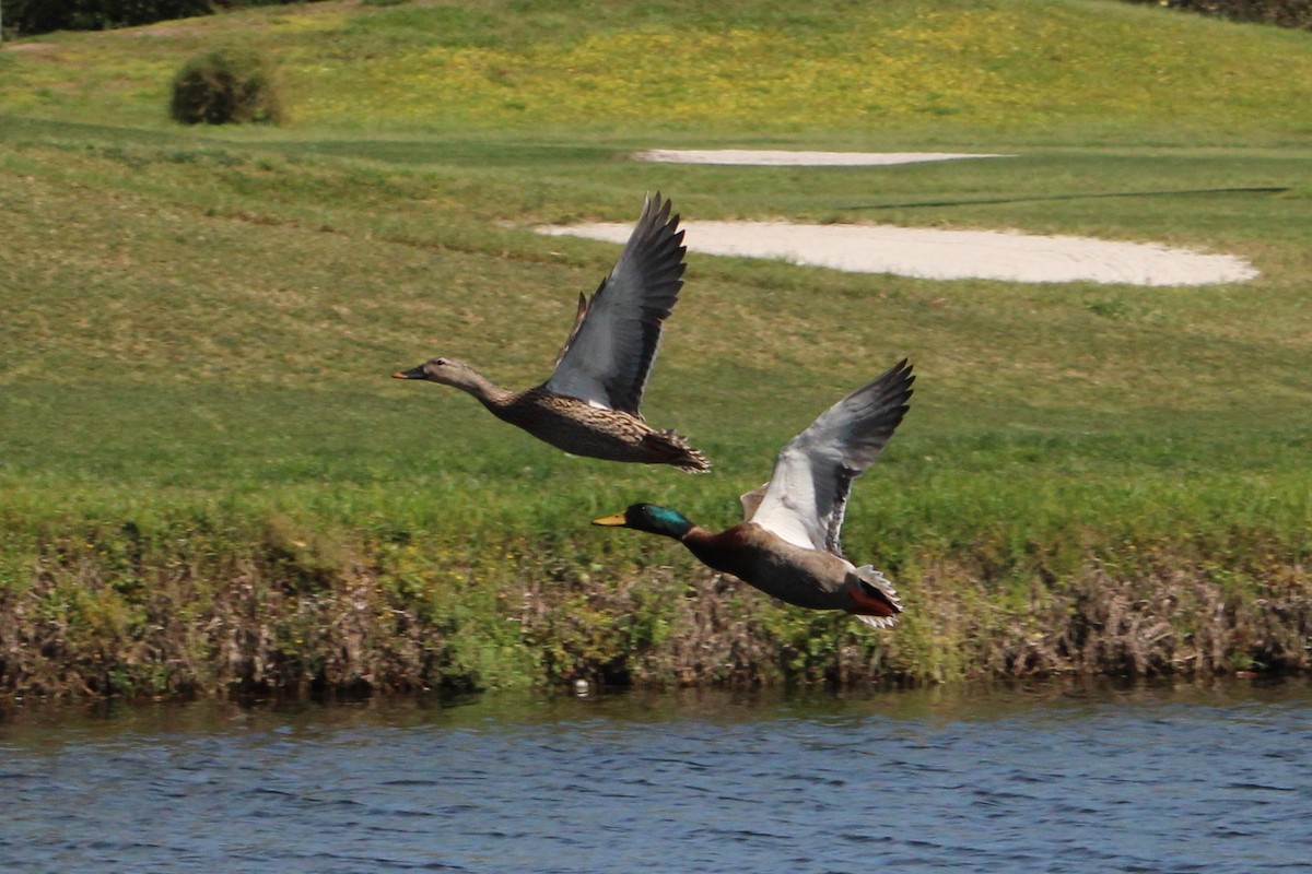 Mallard - Vincent Palmer