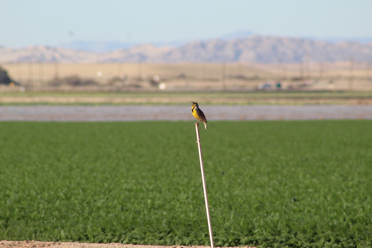 Western Meadowlark - Wally Birder