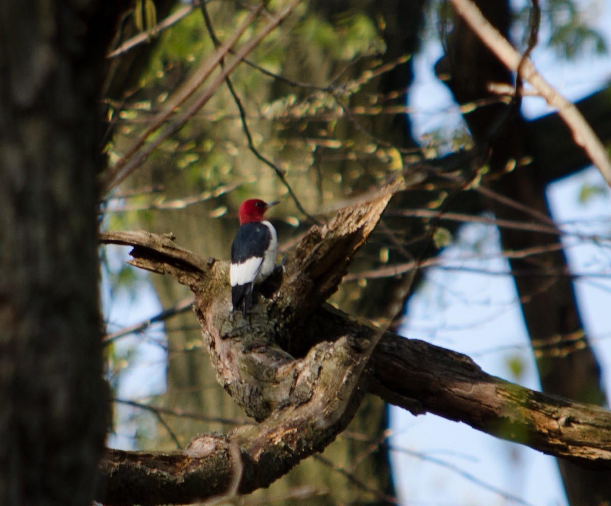 Red-headed Woodpecker - ML312851111