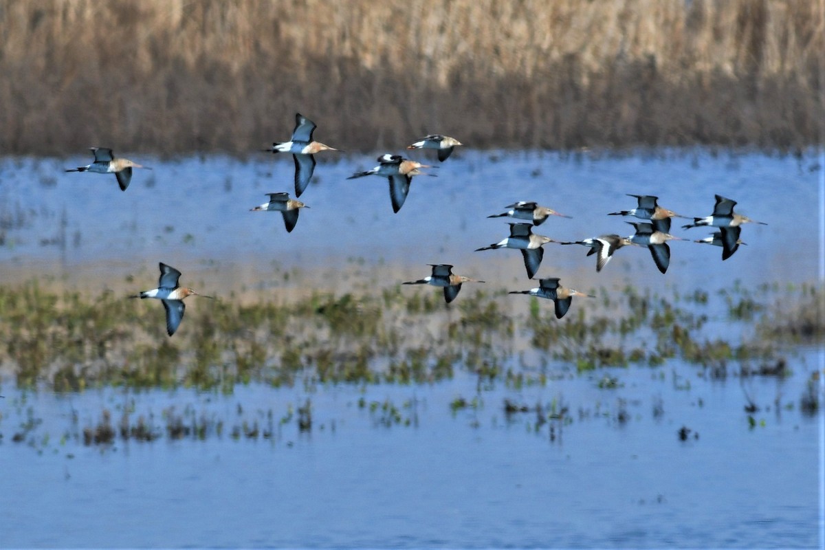 Black-tailed Godwit - Haldun Savaş