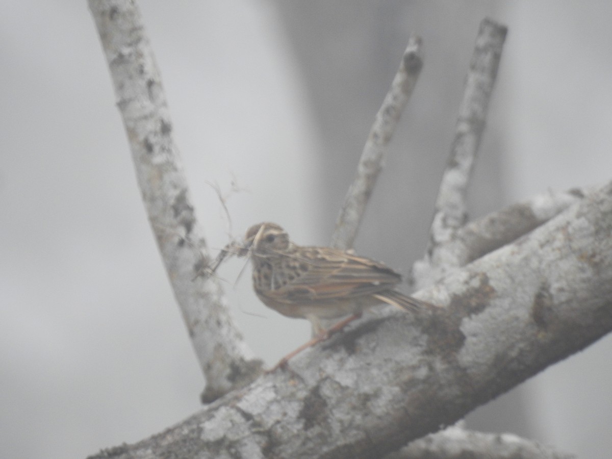 Jerdon's Bushlark - ML312853561