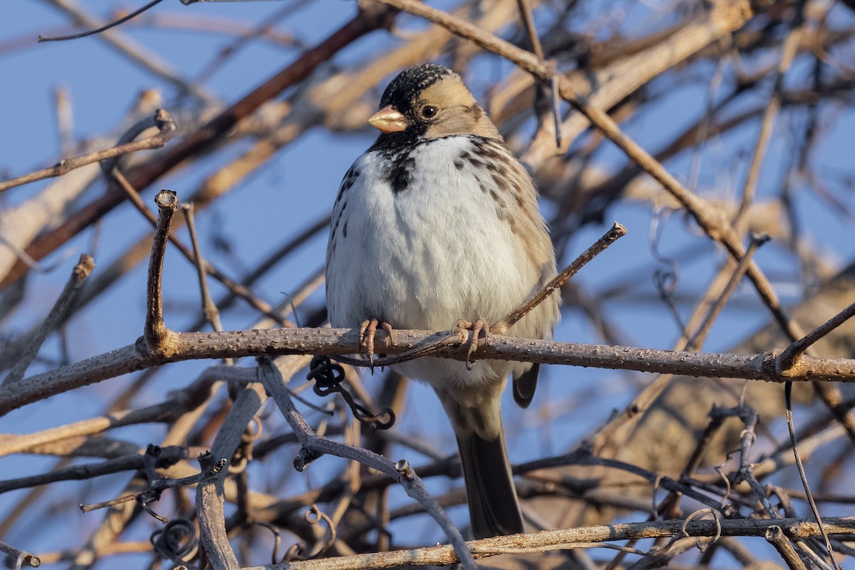 Harris's Sparrow - ML312854031