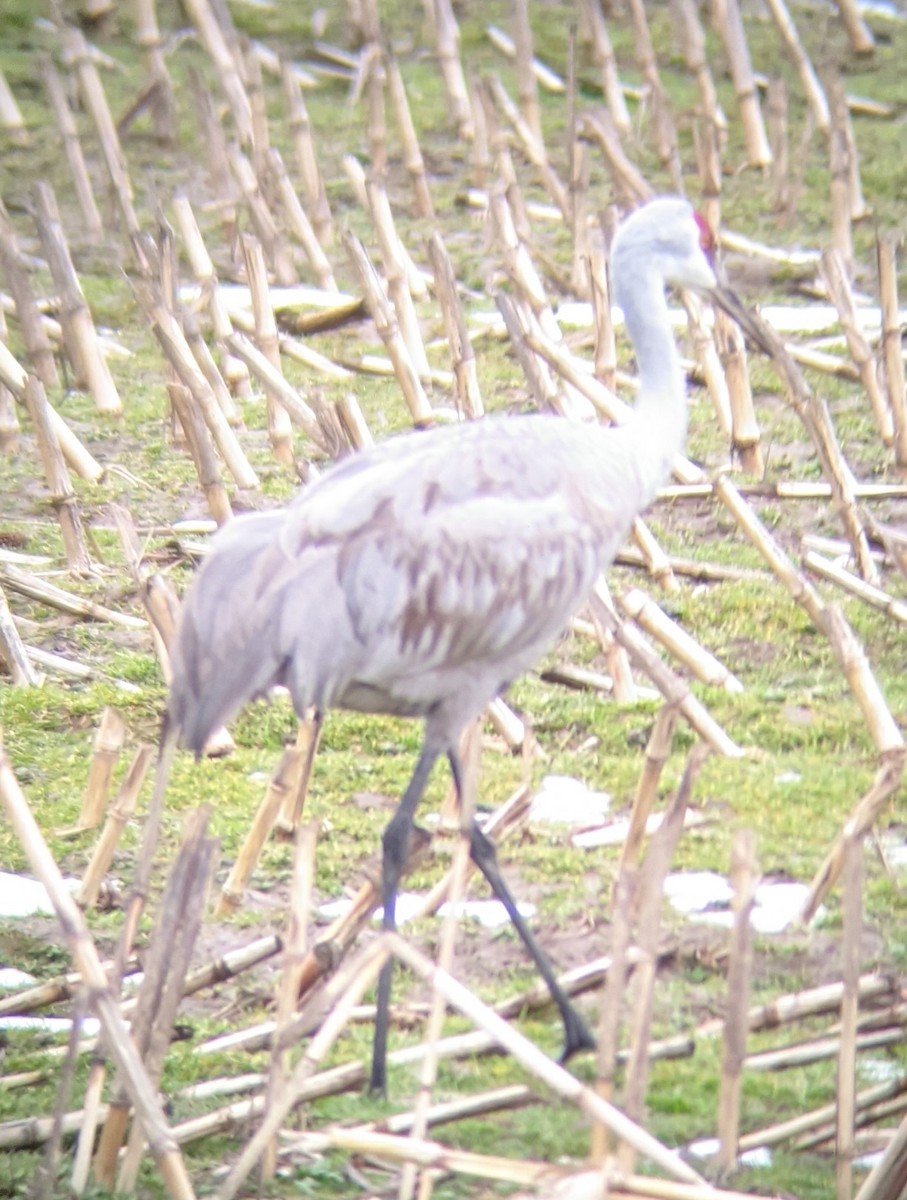 Sandhill Crane - ML312854201