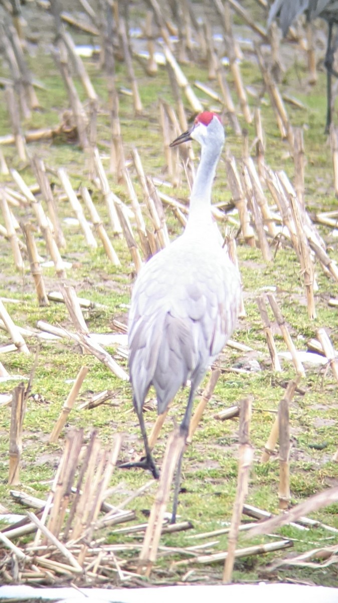 Sandhill Crane - ML312854261