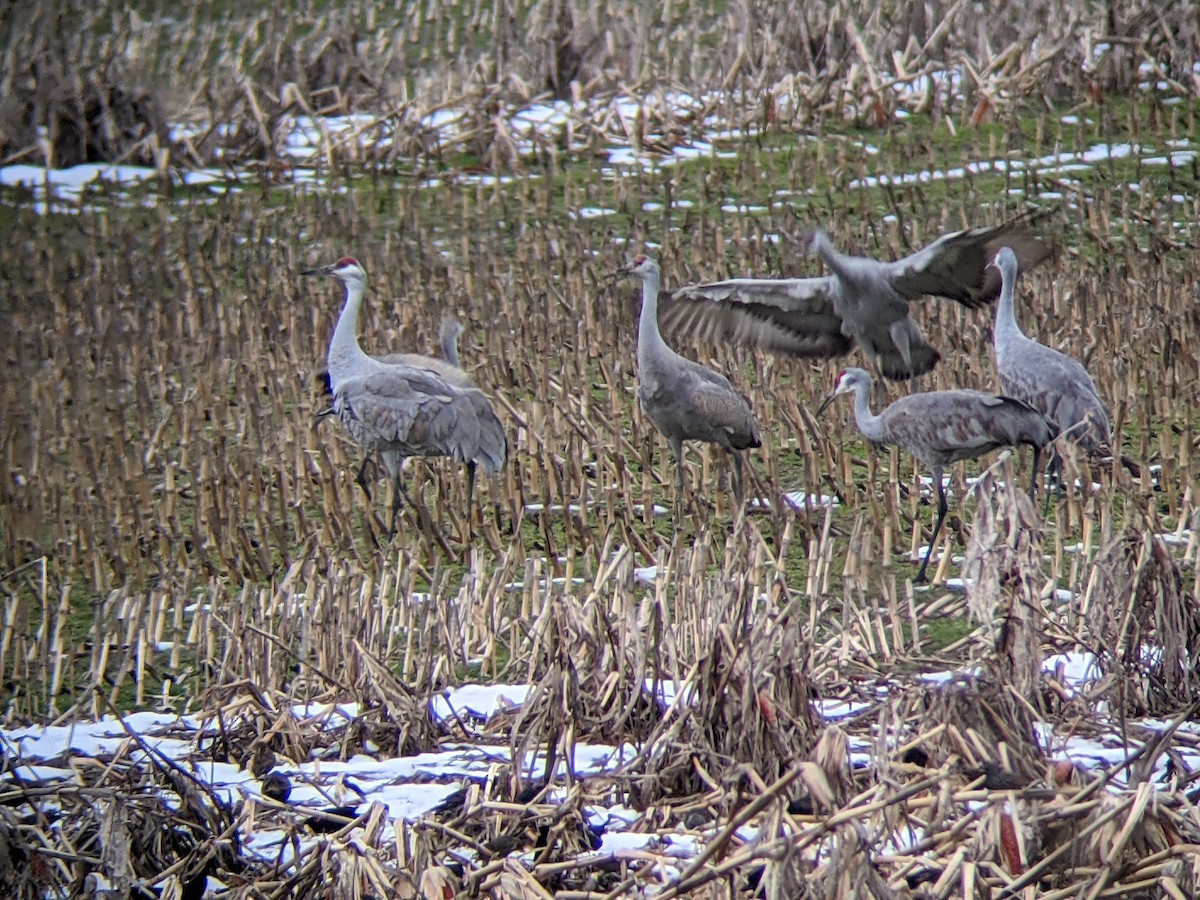 Sandhill Crane - ML312854341