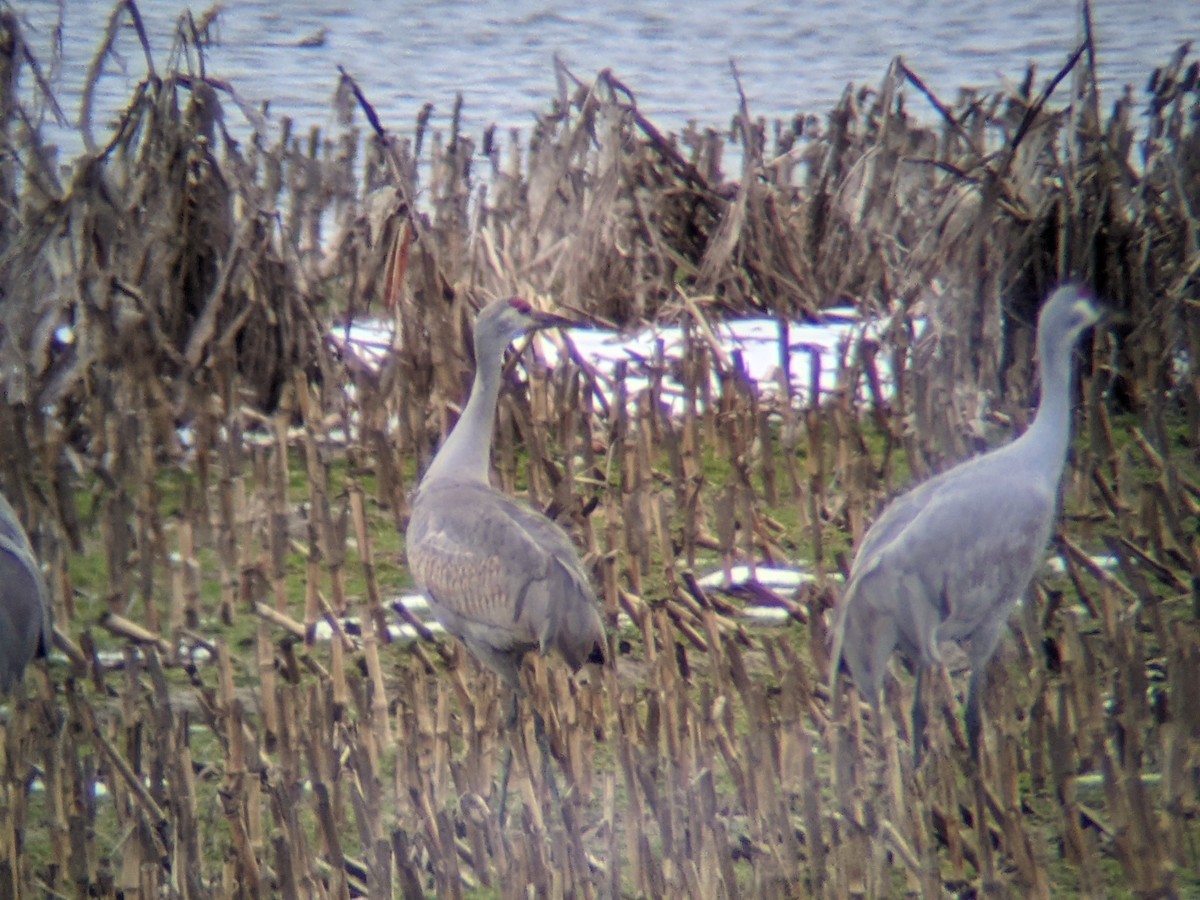 Sandhill Crane - ML312854461