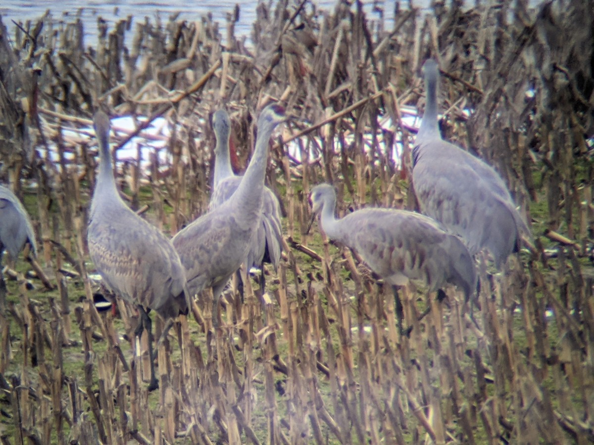 Sandhill Crane - ML312854621