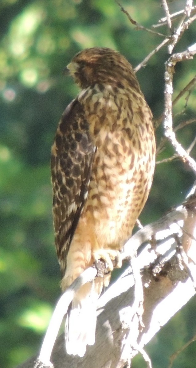 Канюк рудоплечий (підвид elegans) - ML31285471