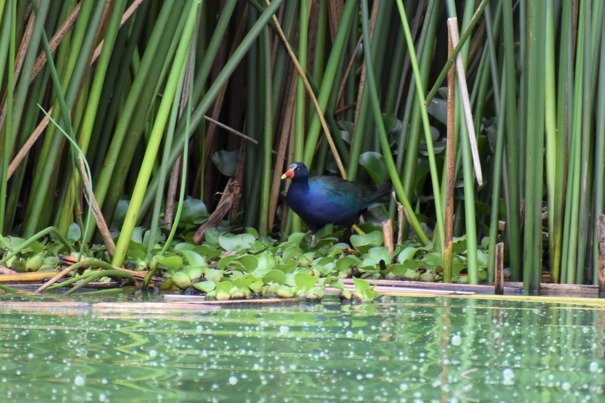 Purple Gallinule - ML312856011