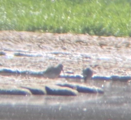 Long-billed Dowitcher - ML312856961