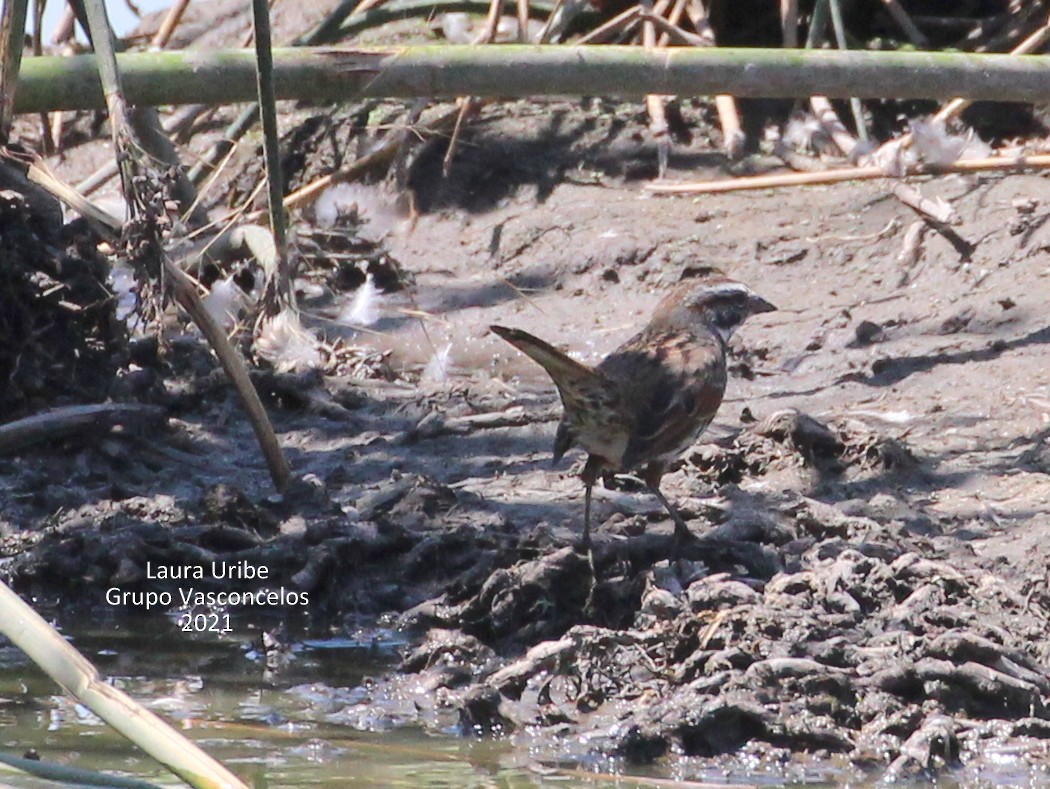 Song Sparrow - ML312858621