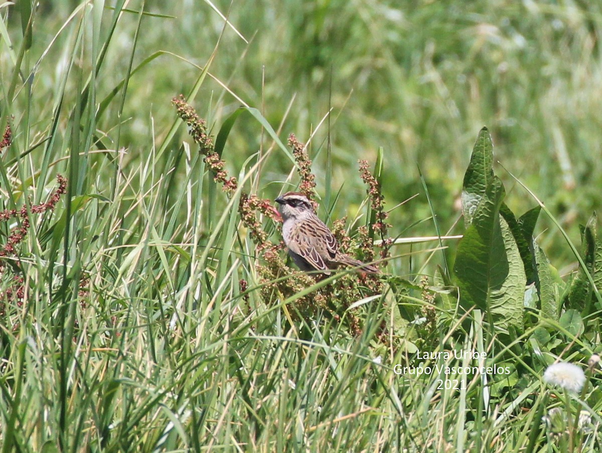 Striped Sparrow - ML312858681