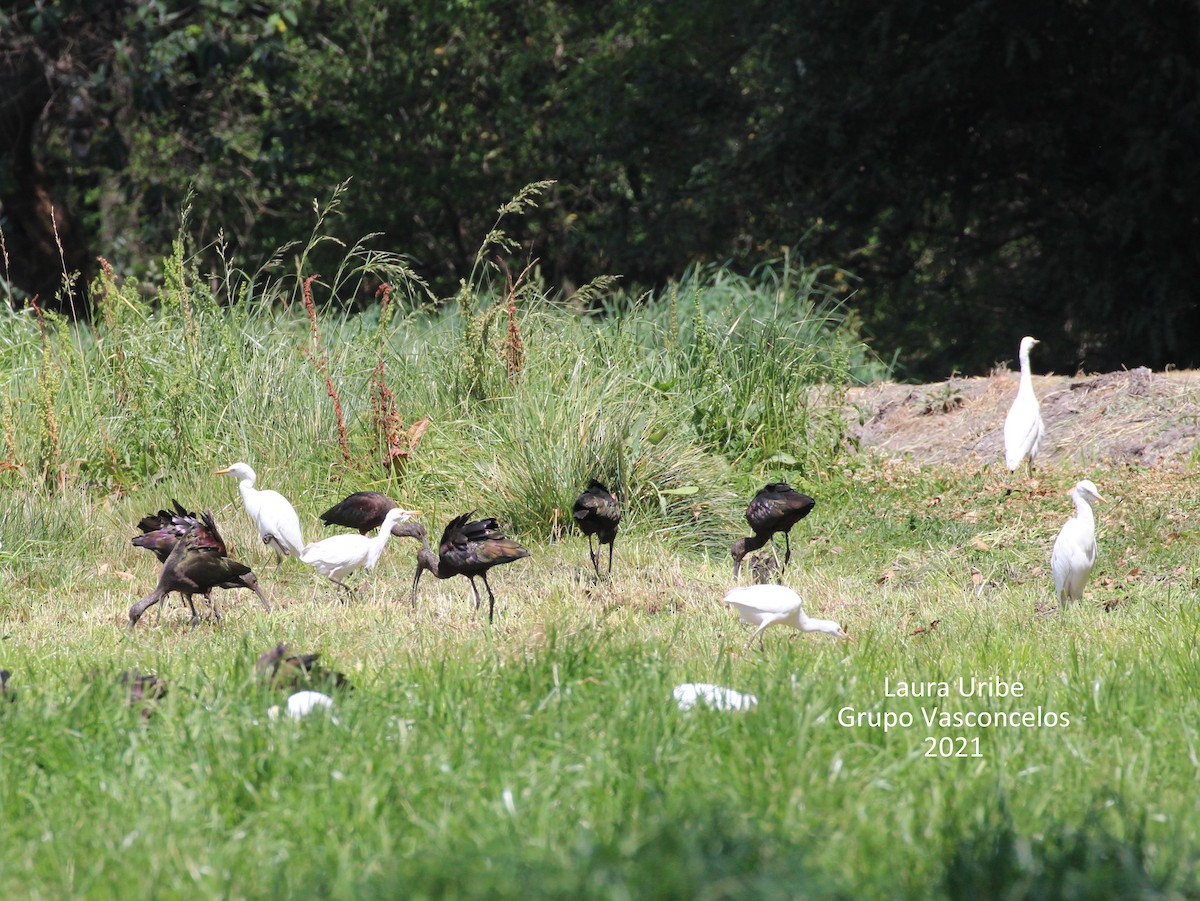 White-faced Ibis - ML312858701