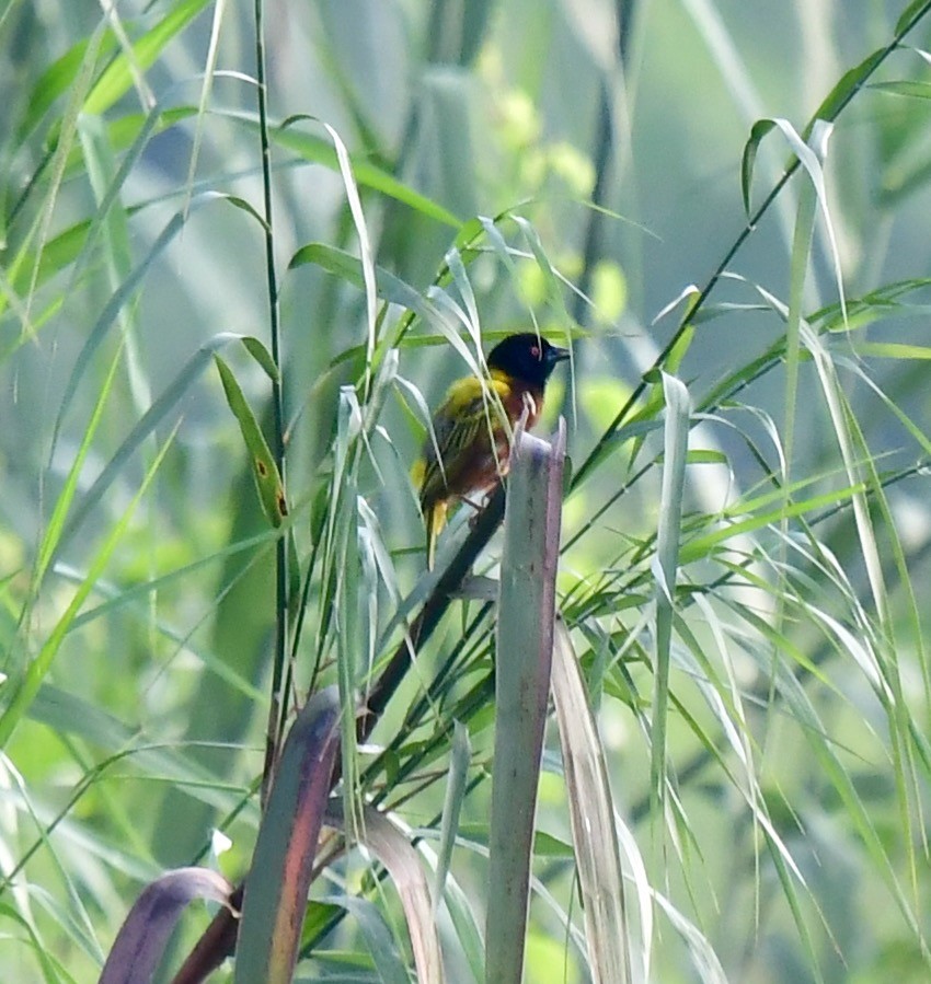 Golden-backed Weaver - marcel finlay