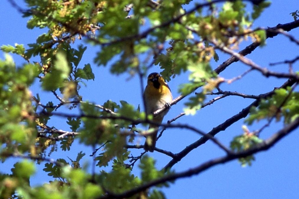 Bullock's Oriole - ML312859801